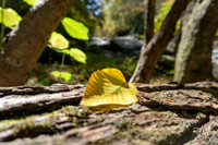 DSC00594-1